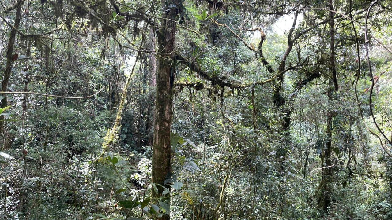 迦太基La Bromelia/Cabana De Montana, Cerro De La Muerte.别墅 外观 照片