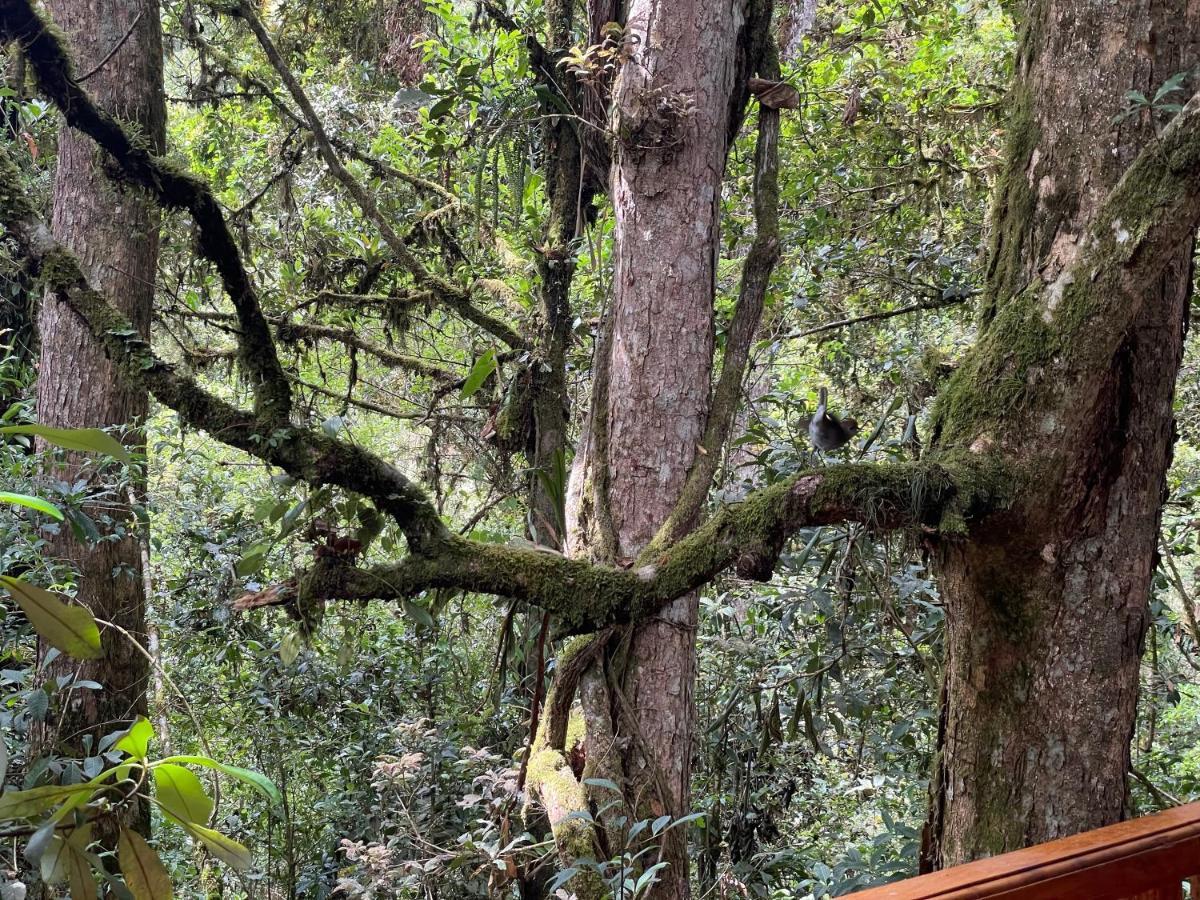 迦太基La Bromelia/Cabana De Montana, Cerro De La Muerte.别墅 外观 照片